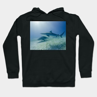 Two Tiger Sharks in the Sun Hoodie